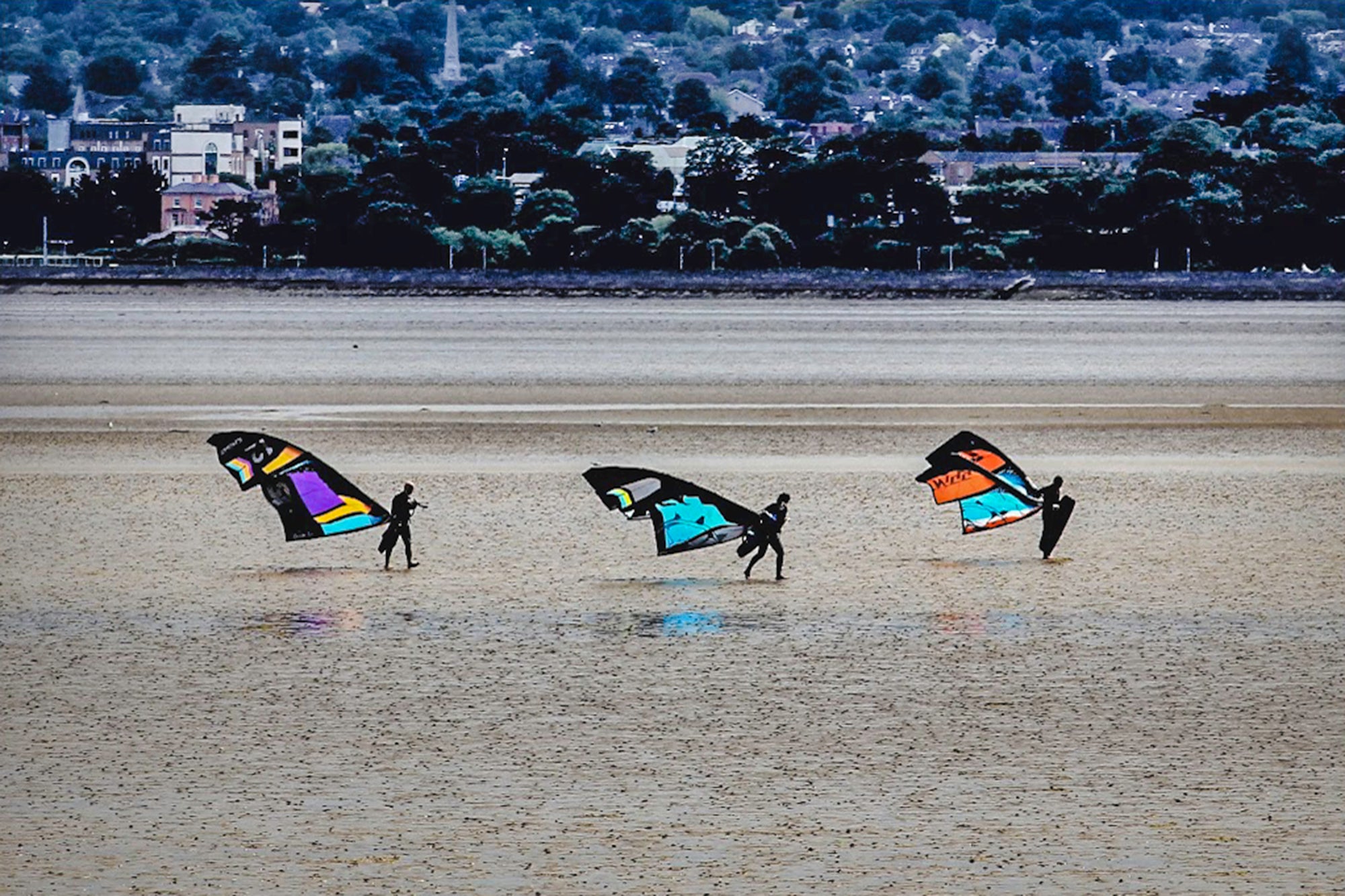 Dublin Bay Butterflies