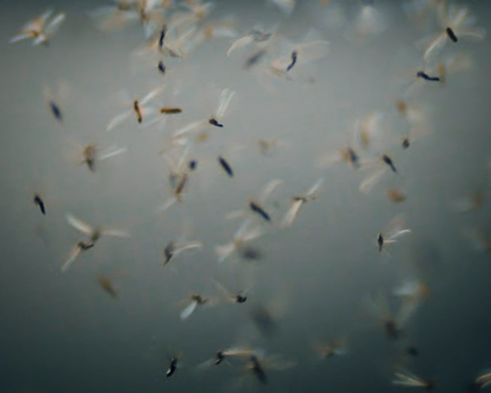 Fleeting